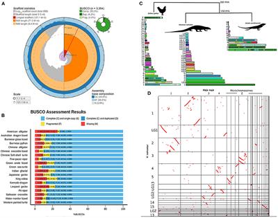 Genome of Varanus salvator macromaculatus (Asian Water Monitor) Reveals Adaptations in the Blood Coagulation and Innate Immune System
